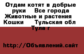 Отдам котят в добрые руки. - Все города Животные и растения » Кошки   . Тульская обл.,Тула г.